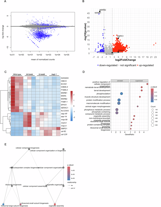 Fig. 3: Transcriptomic signature reveals a distinct profile of agl-1 mutants.