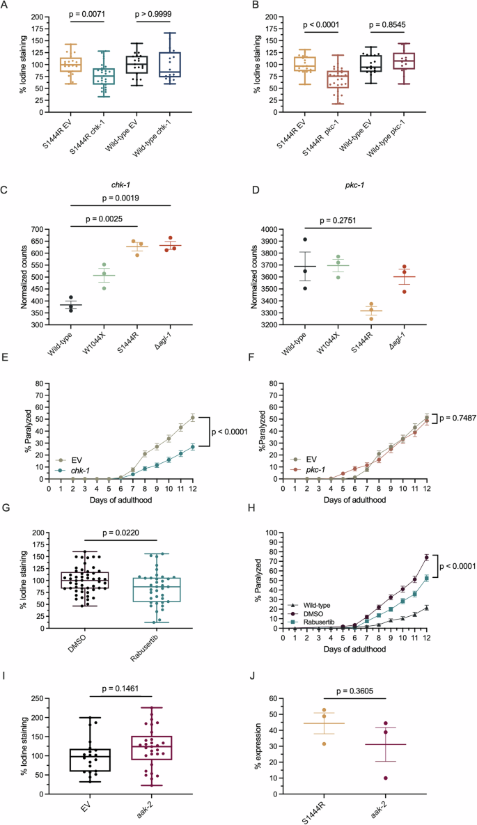 Fig. 6: Knockdown of chk-1 and pkc-1 shows complete and partial rescue of dysfunctions in agl-1 mutants.