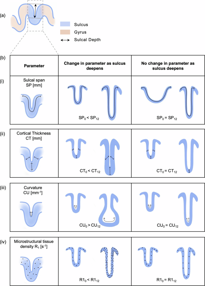 Fig. 1: Schematic illustrating possible relationships between sulcal deepening and changes in macrostructural and microstructural parameters during the first year of life.