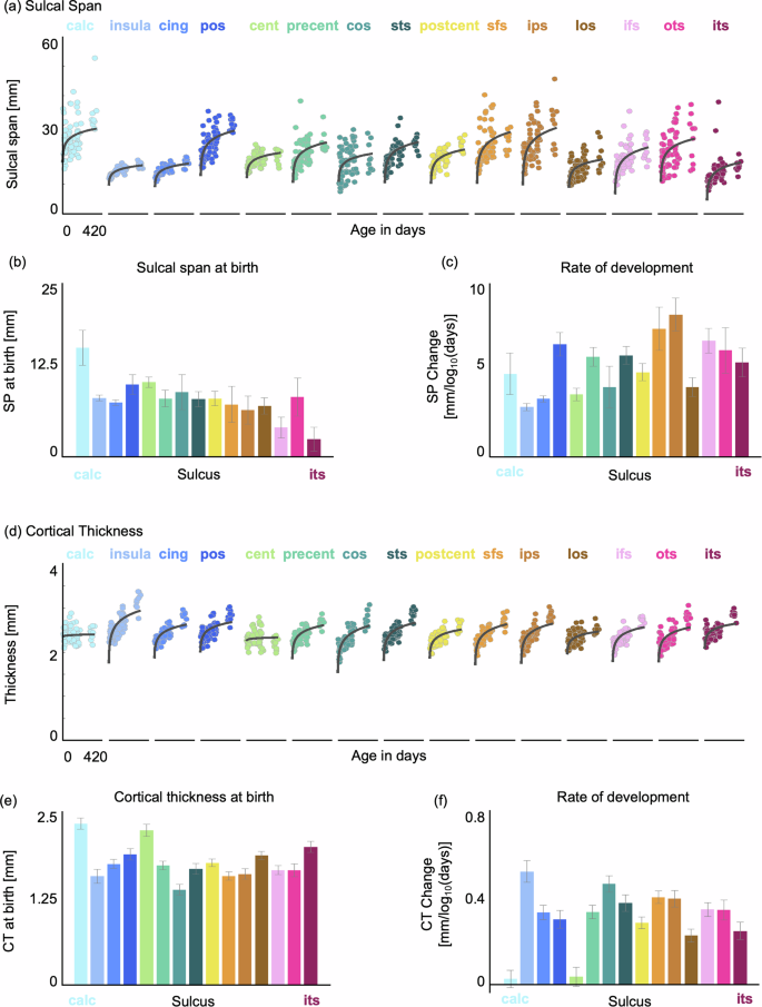 Fig. 3: Sulcal span and cortical thickness increase in sulci during the first year of postnatal life.