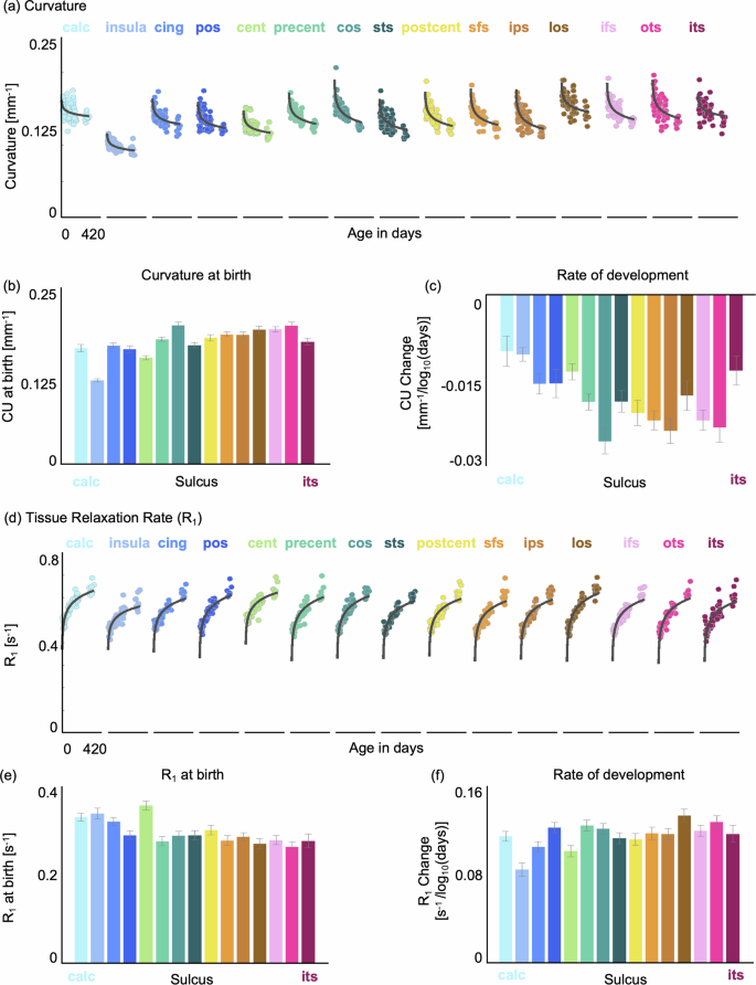 Fig. 4: Curvature and microstructural changes in sulci during the first year of postnatal life.