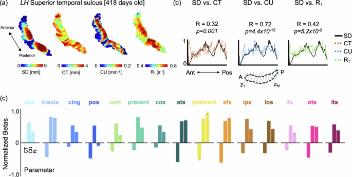 Fig. 6: Strong coupling between depth versus macro- and microstructural properties along the sulcal fold.