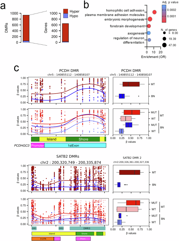 Fig. 2: Hypermethylation of PCDHGC3 AND SATB2 promoter and first exon is associated with SDHB mutation and metastatic progression in PPGLs.