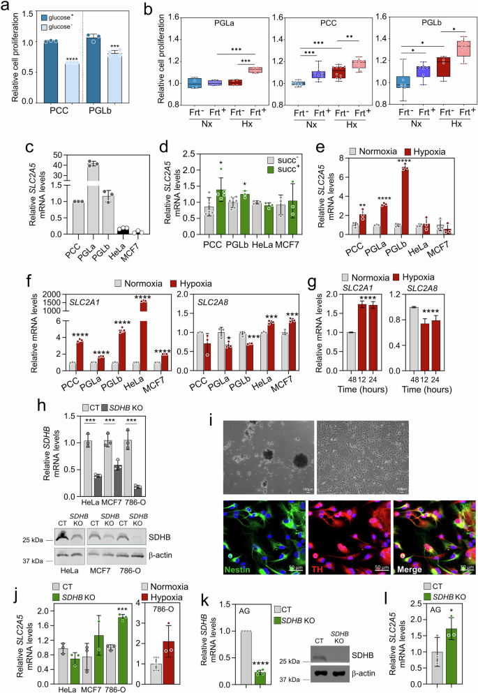 Fig. 6: SLC2A5 expression is upregulated by hypoxia, succinate and SDHB knockout.