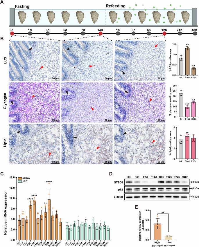 Fig. 1: STBD1-mediated glycophagy serves as a primary energy source in oysters.