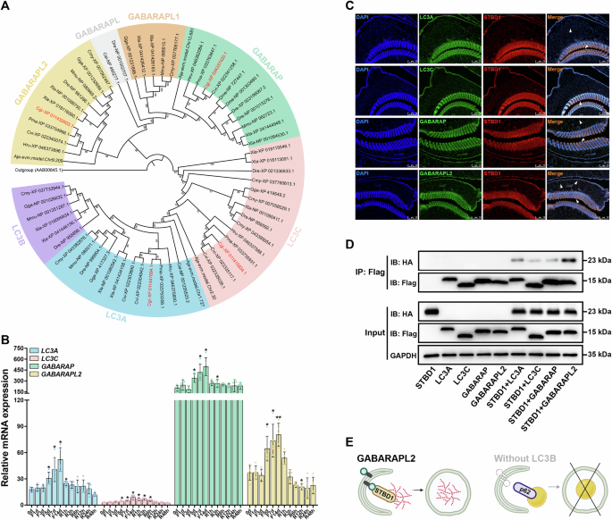 Fig. 2: STBD1 interacts with GABARAPL2 to drive glycophagy, while LC3B absence hinders lipophagy in oysters.