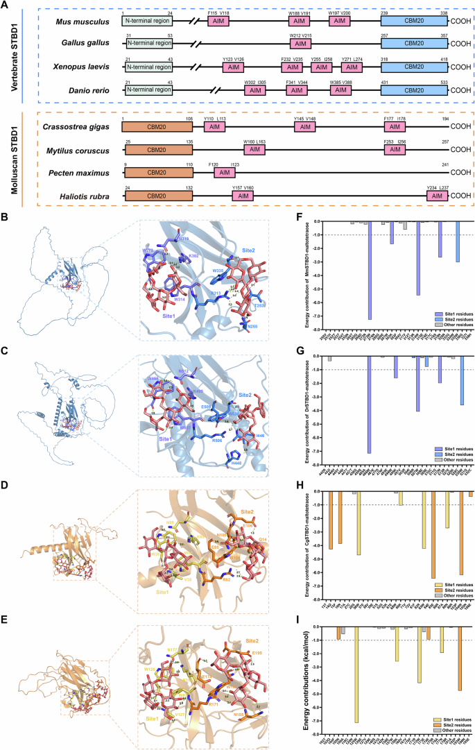 Fig. 3: Oyster STBD1 with an N-terminal CBM20 domain shows distinct predicted oligosaccharide-binding properties compared with C-terminal CBM20 vertebrate proteins.