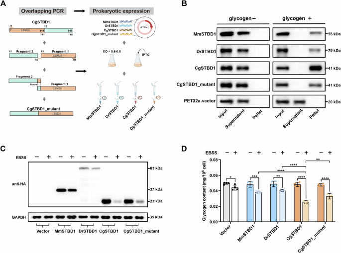 Fig. 4: The N-terminal CBM20 domain of oyster STBD1 influences glycogen binding and degradation.