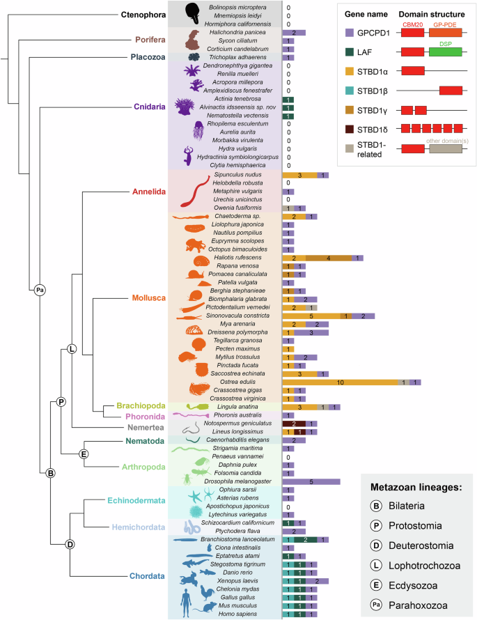 Fig. 5: Phylogenetic distribution of genes encoding proteins with CBM20 domains across metazoans.