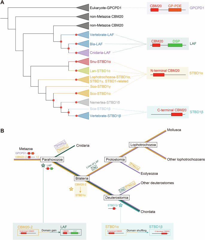 Fig. 6: Evolutionary history of CBM20 domain proteins in metazoans.