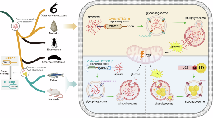 Fig. 7: Structural evolution of STBD1 distinguishes glycophagy between oysters and vertebrates.