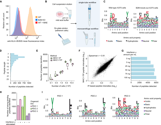 Fig. 1: Establishment and validation of MHC1-TIP.