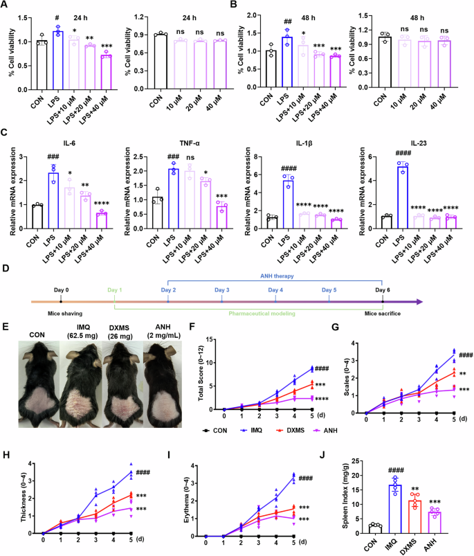 Fig. 2: The impact of ANH on cell viability and inflammatory responses.