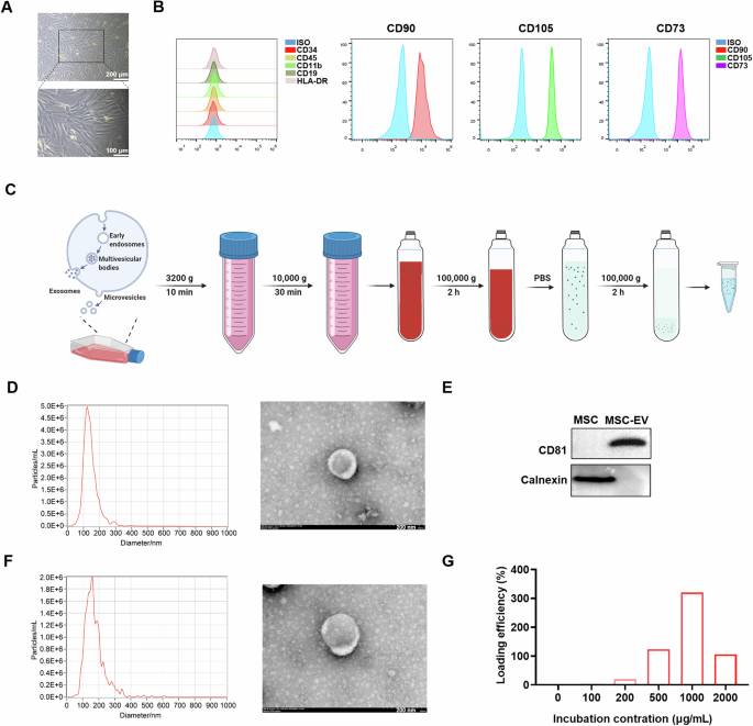 Fig. 4: Production and analytical characterization of native EV and ANH-encapsulated EV (EV-ANH).