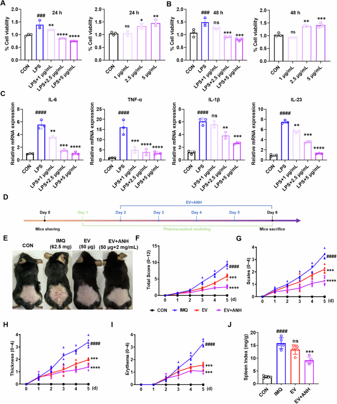 Fig. 5: The impact of EV-ANH on cell proliferation and inflammatory responses.