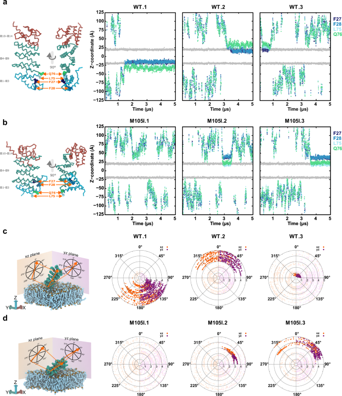 Fig. 1: α-SNAP M105I mutant protein shows a reduced and anomalous protein-membrane interaction in molecular dynamics simulations.
