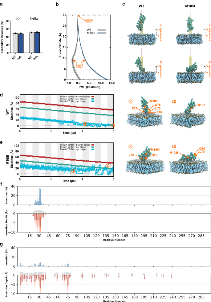 Fig. 2: The M105I mutation of α-SNAP does not affect the secondary structure of the protein but reduces its membrane interaction properties.