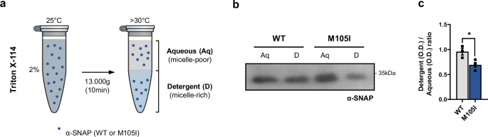 Fig. 3: α-SNAP M105I displays reduced hydrophobicity.