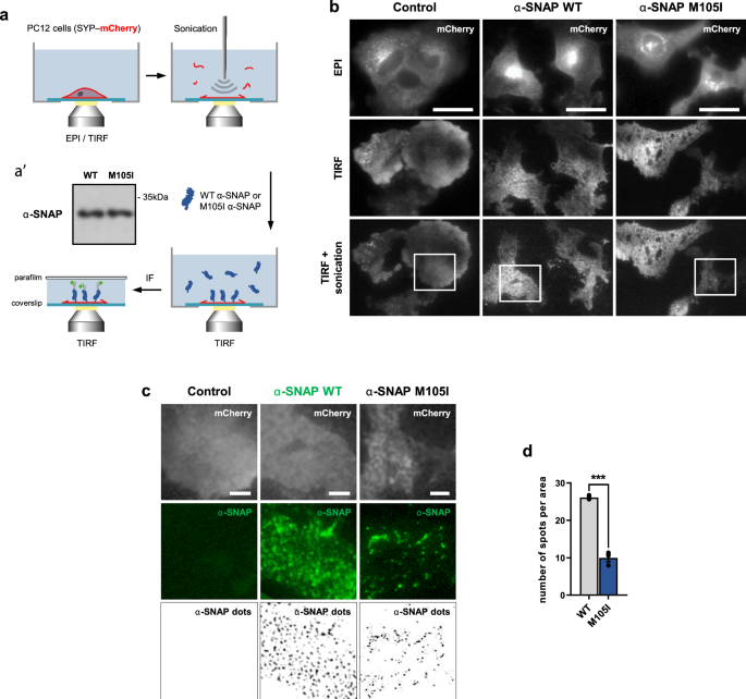 Fig. 4: α-SNAP M105I exhibits a reduced membrane affinity in vitro.