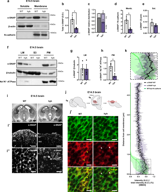 Fig. 5: The M105I mutation reduces α-SNAP interaction with the plasma membrane in hyh brain samples.