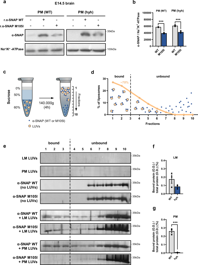 Fig. 6: The M105I mutation specifically impairs α-SNAP affinity to PM lipids.