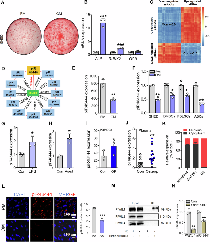 Fig. 1: PiR48444 was negatively correlated with the osteogenic differentiation of MSCs.