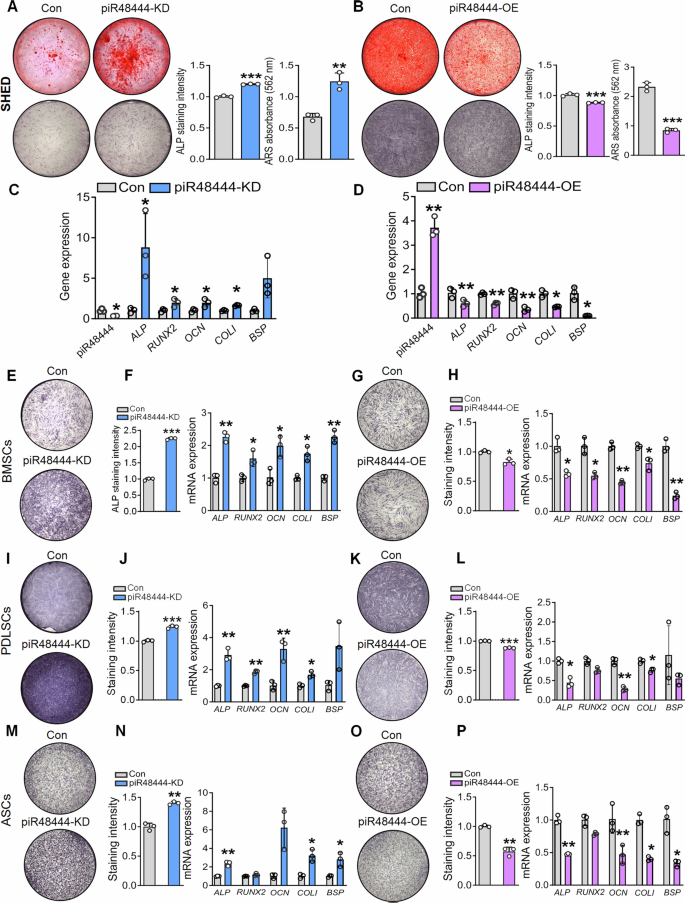 Fig. 2: piR48444 knockdown promotes osteogenic differentiation across multiple mesenchymal stem cell types.