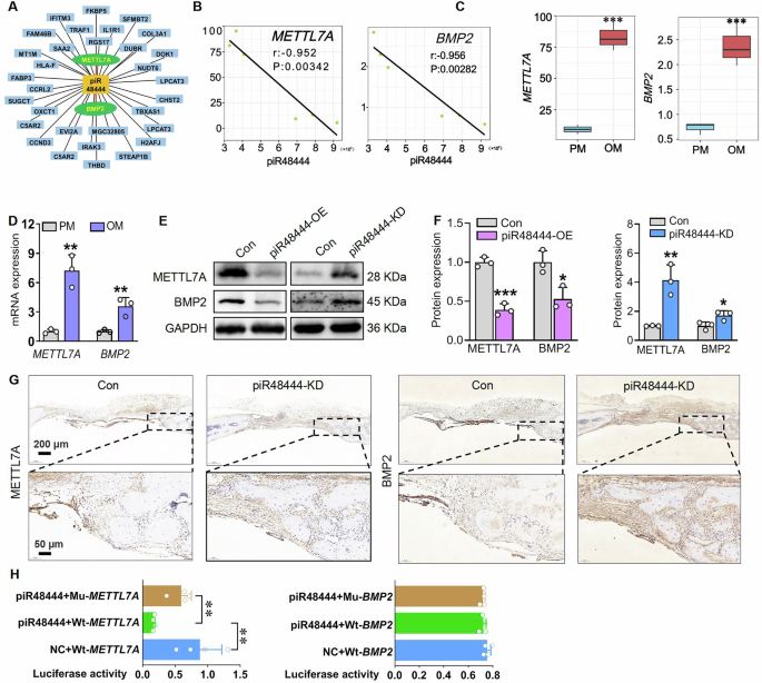 Fig. 5: PiR48444 directly regulated METTL7A expression.