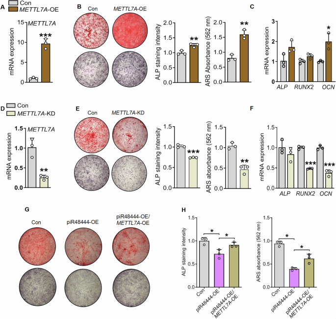 Fig. 6: PiR48444 inhibits SHED osteogenic differentiation by regulating METTL7A expression.