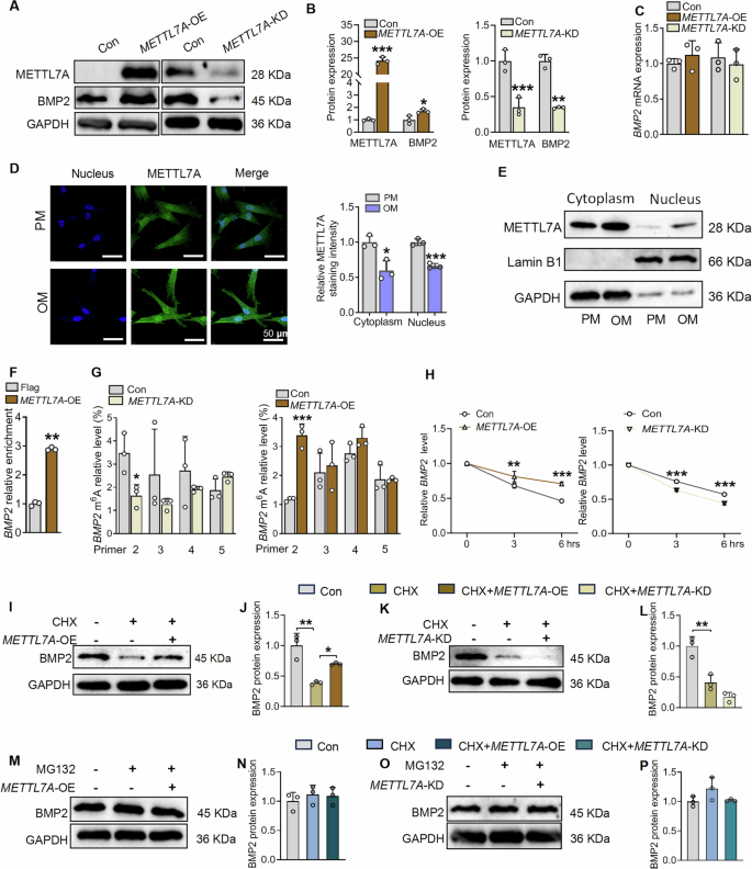 Fig. 7: METTL7A regulates BMP2 expression through BMP2 m6A modification.