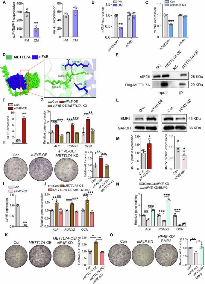 Fig. 8: METTL7A regulates BMP2 expression through interacting with eIF4E.