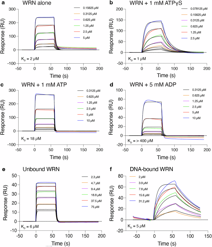 Fig. 2: Biophysical characterisation of WRN binding to DNA.