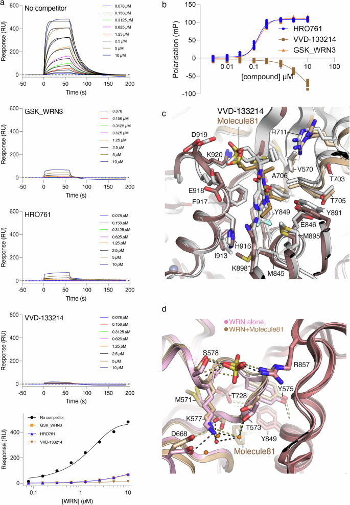 Fig. 4: Two independent mechanisms of inhibition prevent WRN binding ssDNA.