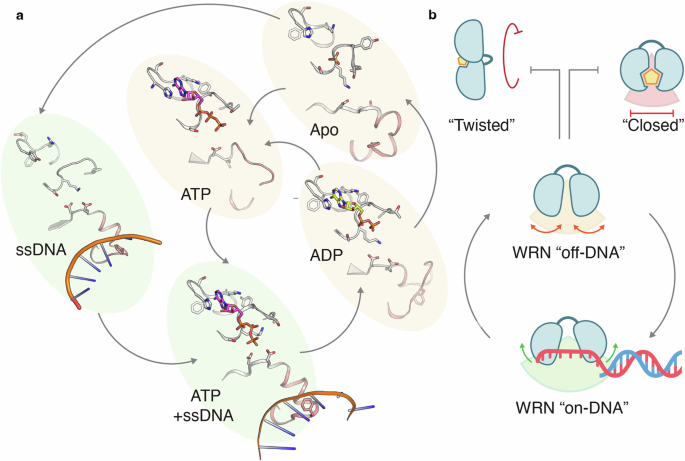 Fig. 6: The WRN lifecycle and opportunities for alternative mechanisms of inhibition.
