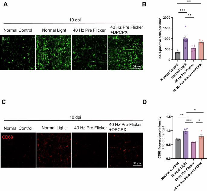 Fig. 8: 40 Hz flicker preconditioning inhibited neuroinflammation through attenuating microglial number and activation, an effect partially reversed by DPCPX.