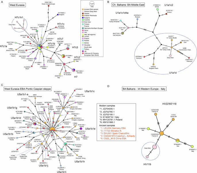 Fig. 10: Median joining networks for haplogroups H7c, U1a1, U5a1b and HV22'65'119-HV119, obtained from complete present-day and ancient mtDNA genomes.