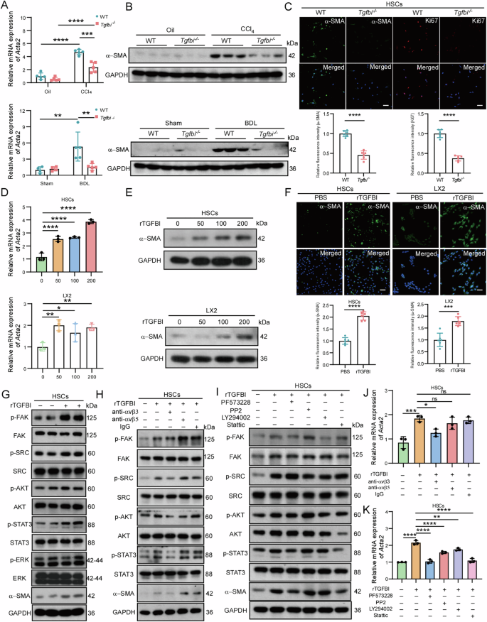 Fig. 3: TGFBI can promote HSC proliferation and activation directly.