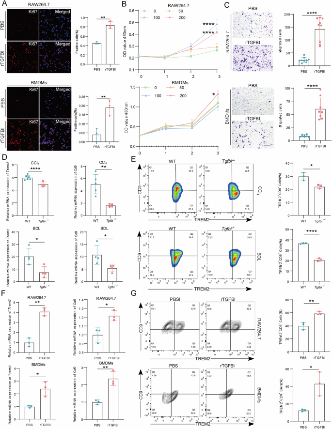 Fig. 5: TGFBI promotes macrophage proliferation, migration, and differentiation.