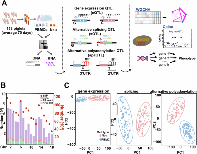 Fig. 1: The technical workflow and phenotypic statistical results of this study.