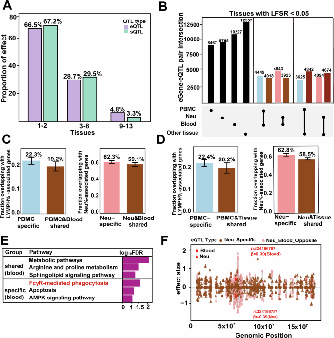 Fig. 5: Regulatory characteristics of shared and tissue-specific molQTLs across immune tissues.