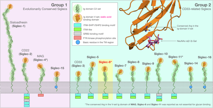 Fig. 1: Human Siglecs have remarkably similar architectures.