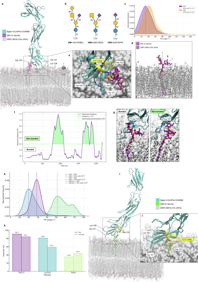 Fig. 2: Trp 127 and Lys 126 in the V-set domain of Siglec-6 are crucial for recognition and binding of GM1, but not of GM2 or GM3, when embedded in a lipid bilayer.