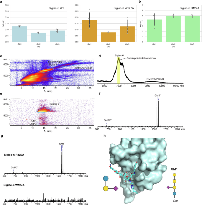 Fig. 4: Siglec-6 binds monosialylated gangliosides epitopes as free oligosaccharides in a R122-dependent manner, with the same affinity.