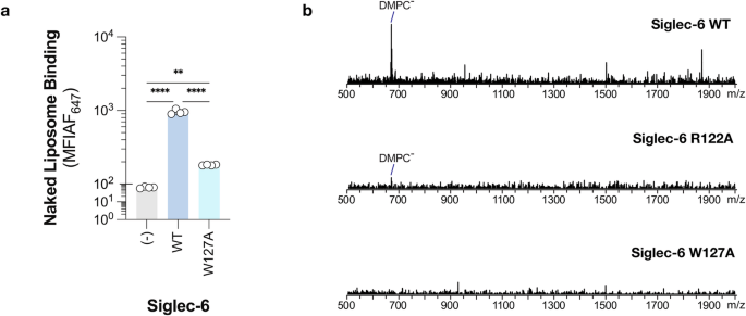Fig. 5: Siglec-6 interacts with the lipid bilayer in naked liposomes and nanodisks.