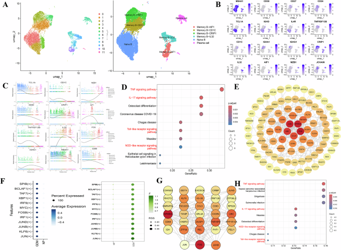 Fig. 6: Characterization of B cell subtypes in women with GDM and NP.