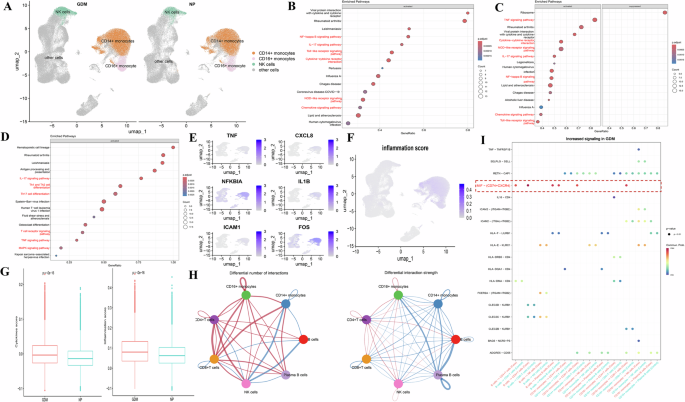 Fig. 8: Immunological features of innate immune cells and cell-cell communication analysis in GDM.