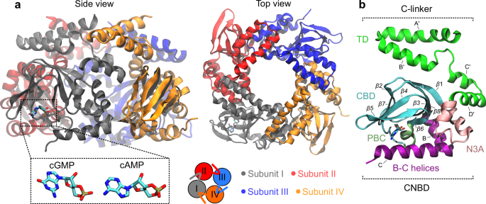 Fig. 1: CNBD and C-linker structures of HCN2 channels.