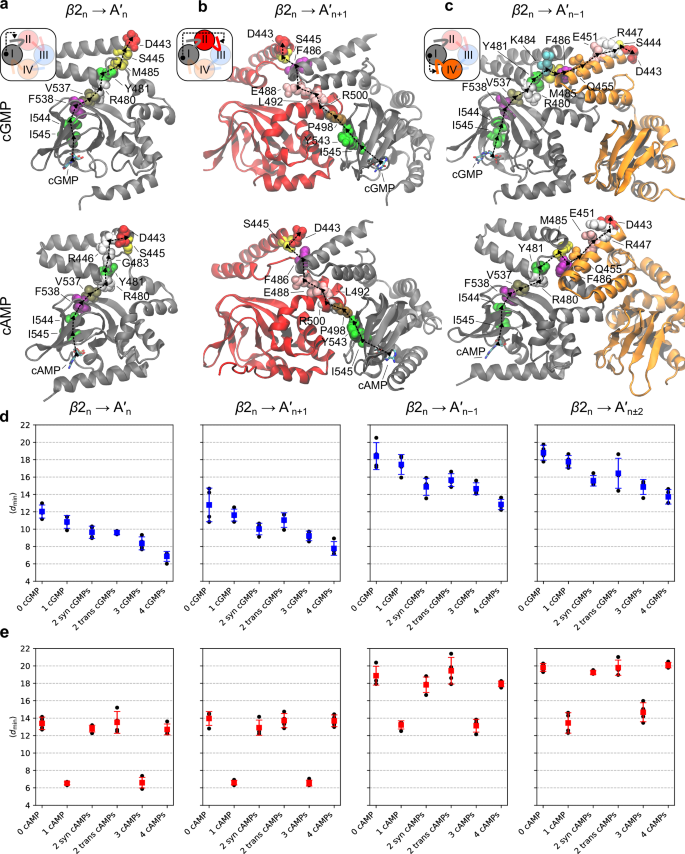 Fig. 3: Molecular basis for the communication between cGMP/cAMP and the C-linker in HCN2.