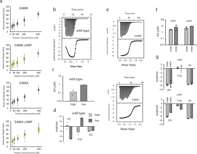 Fig. 4: E488 is required for cAMP-induced inter-subunit interaction and negatively cooperative binding of ligand.