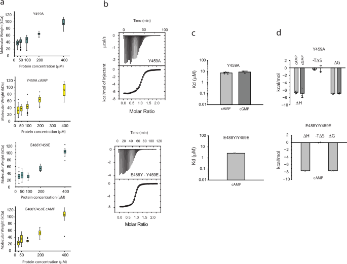 Fig. 5: Y459 is required for cAMP-induced inter-subunit interaction and negatively cooperative binding of the ligand.